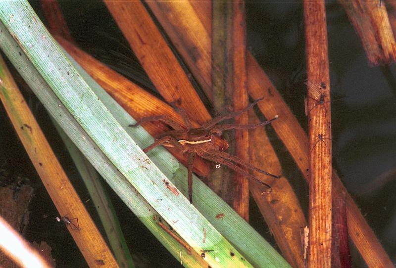 Dolomedes_fimbriatus_F1573_Z_77_Les Gris_Frankrijk.jpg